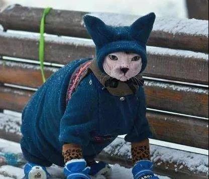 猫咪冬日取暖应该注意四大误区!