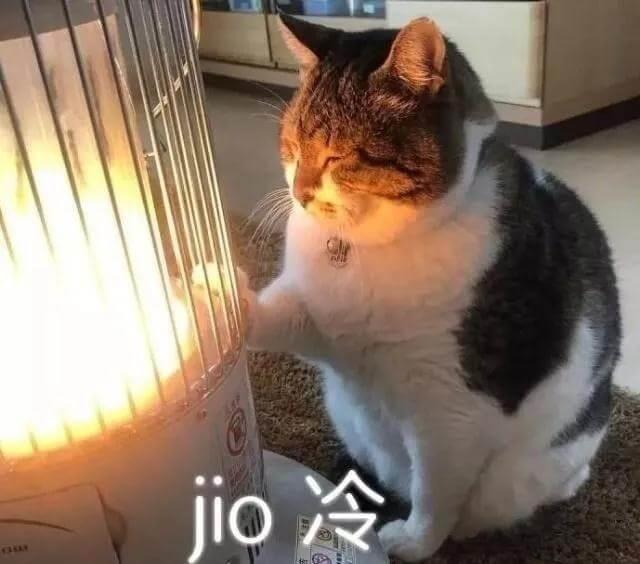 猫咪冬日取暖应该注意四大误区!
