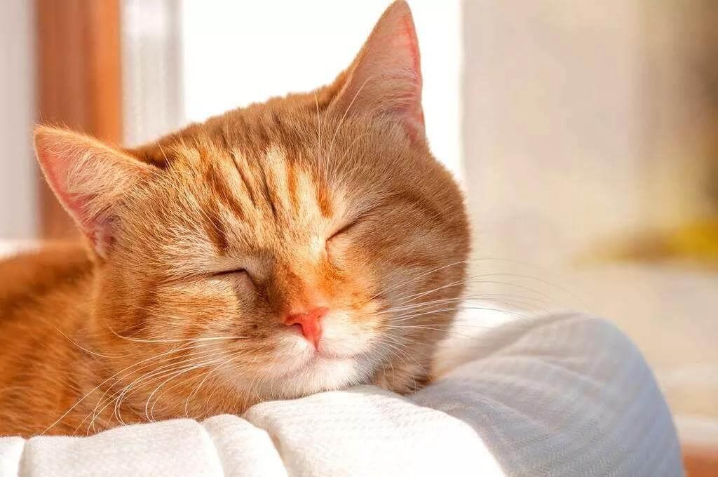 猫咪冬日取暖应该注意四大误区!