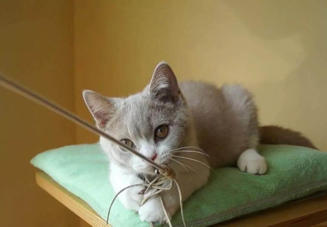 猫咪冬日取暖应该注意四大误区!