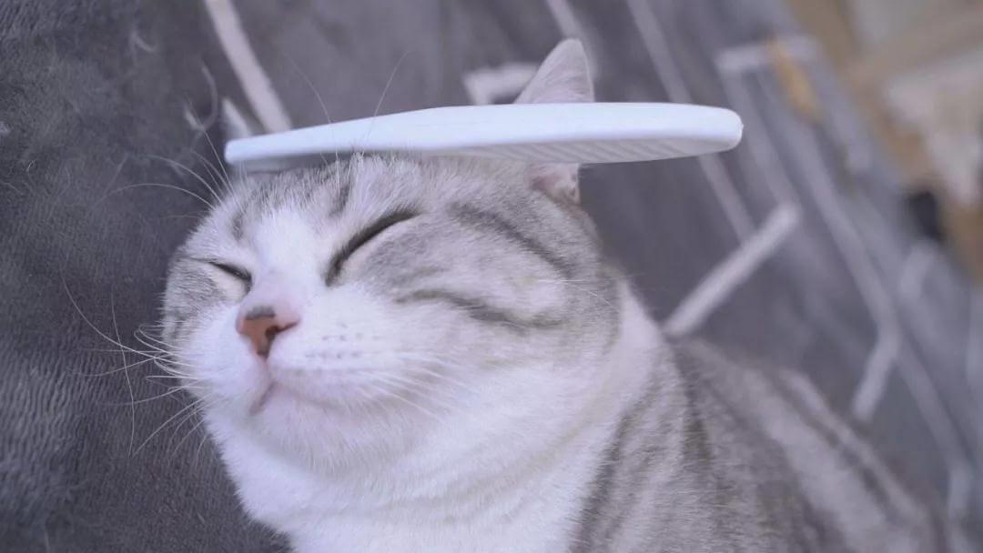 猫咪冬日取暖应该注意四大误区!