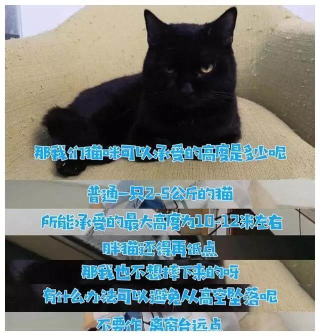 科普 | 我们对猫咪的三大误解