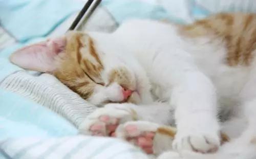 猫咪睡觉腿部抽搐，是生病了吗？