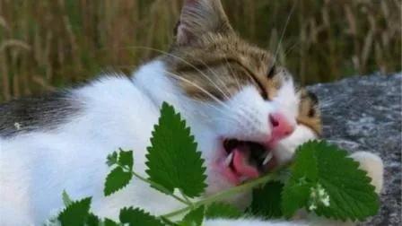 注意啦！猫草和猫薄荷不是同一种东西哦~