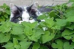 注意啦！猫草和猫薄荷不是同一种东西哦~