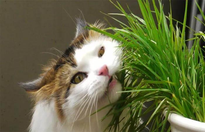 注意啦！猫草和猫薄荷不是同一种东西哦~