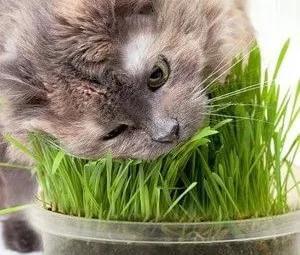 注意啦！猫草和猫薄荷不是同一种东西哦~