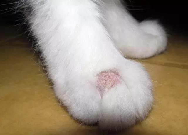 和猫一起睡或摸猫会感染寄生虫吗？
