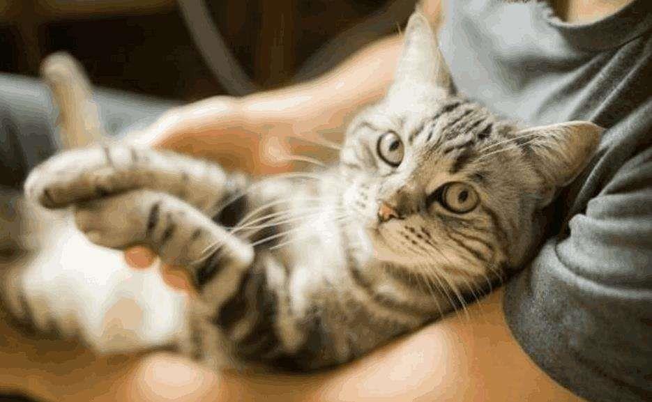 怎么训练猫咪使用猫砂？这种方法非常有效！