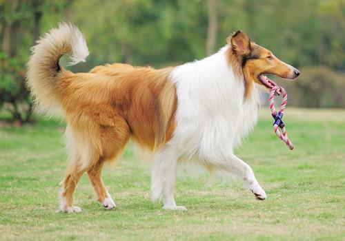 如何训练苏格兰牧羊犬握手？训练苏格兰牧羊犬握手方法！