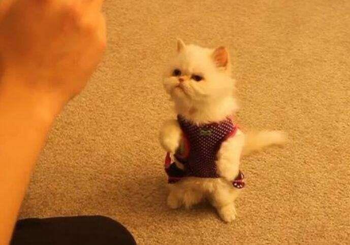 如何让你的猫咪变得乖巧听话？温柔猫咪养成方法！