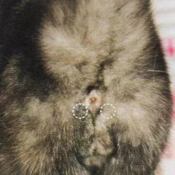 猫需要定期挤肛门腺吗？