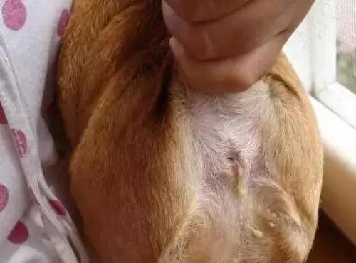 猫需要定期挤肛门腺吗？