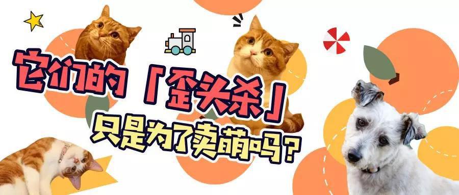 宠物们的「歪头杀」真的只是为了卖萌吗？