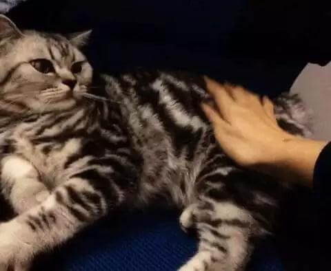 猫咪老是抓人？应该如何避免猫咪对人的攻击？