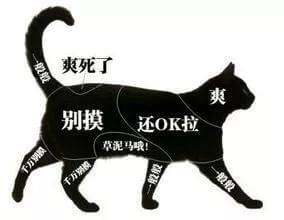 猫咪老是抓人？应该如何避免猫咪对人的攻击？