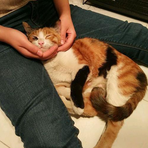 为什么别人的猫那么亲人，这是怎么做到的？