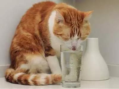 猫咪不爱喝水怎么办，让猫咪多喝水的5个小妙招帮到你！