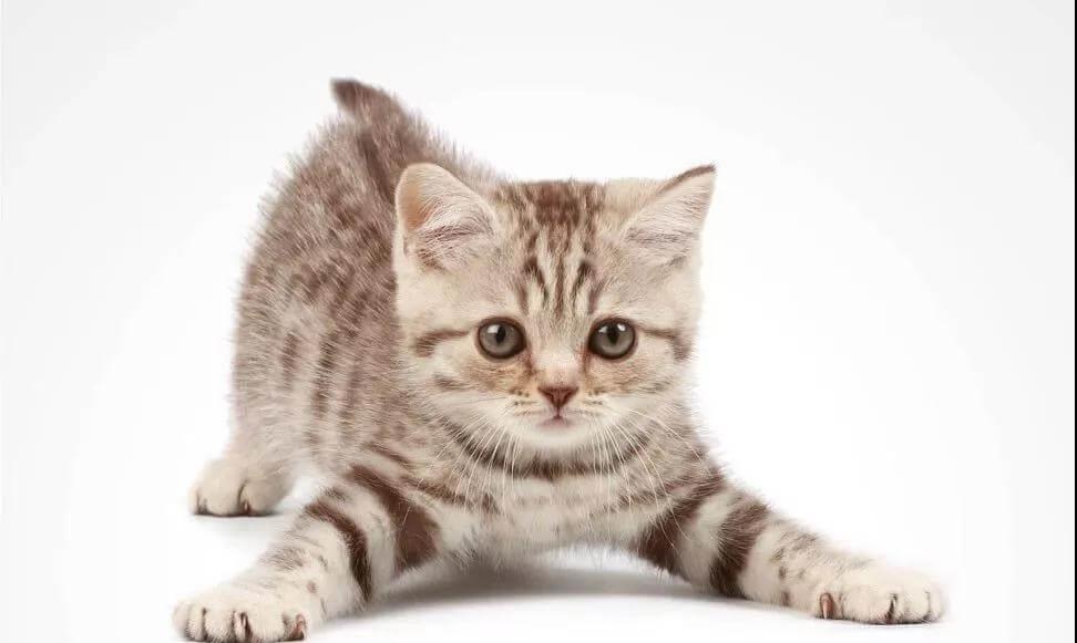 我的猫咪爱咬我怎么办（二）