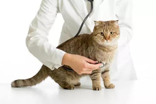 我的猫咪爱咬我怎么办（二）