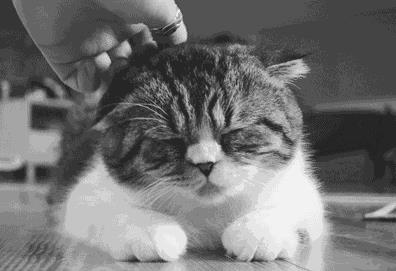 我的猫咪爱咬我怎么办（二）
