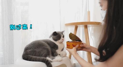 我的猫咪爱咬我怎么办（二）