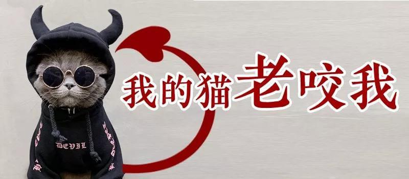 我的猫爱咬我怎么办（一）