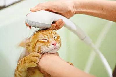 我的猫爱咬我怎么办（一）