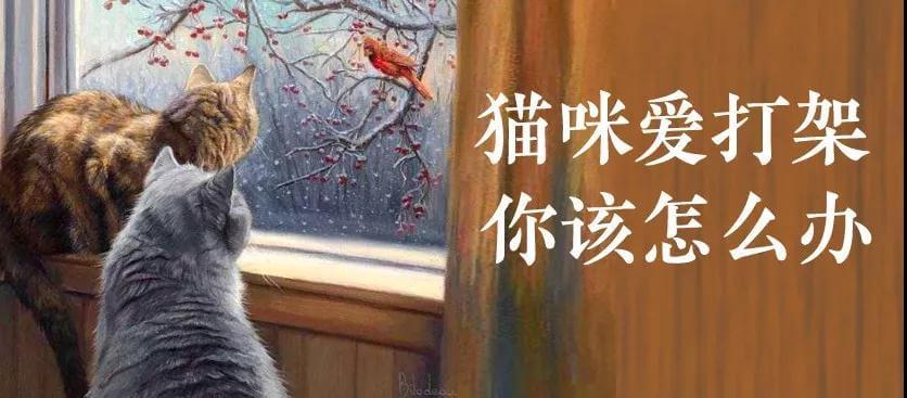 猫咪攻击行为最常见的一个原因（重定向攻击）