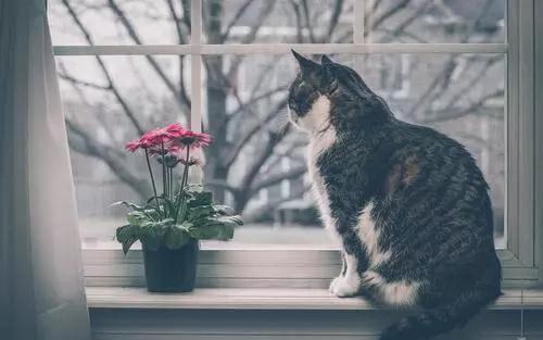 猫咪攻击行为最常见的一个原因（重定向攻击）