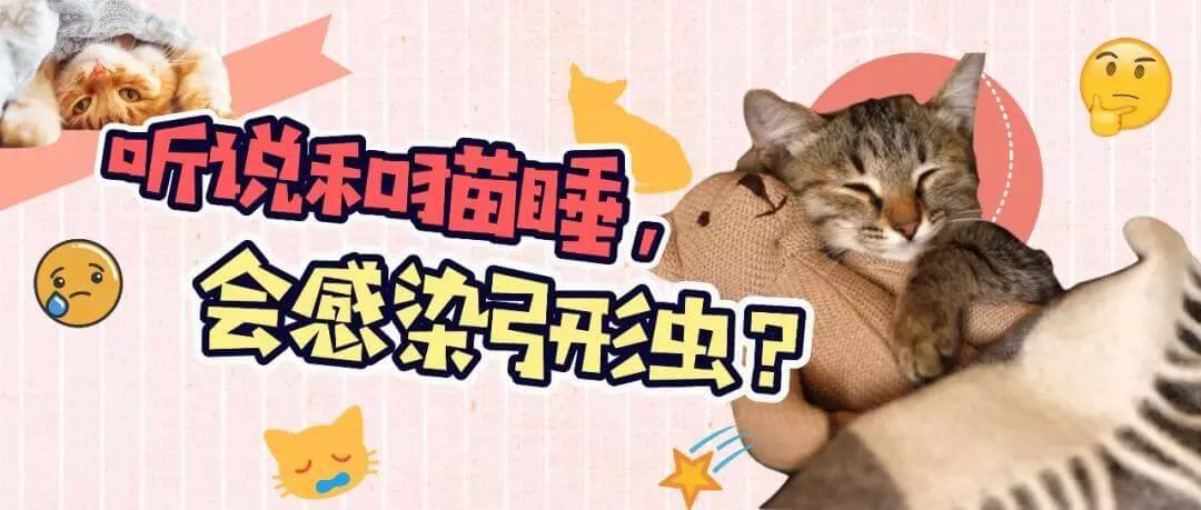 和猫睡觉会感染弓形虫的几率有多大？