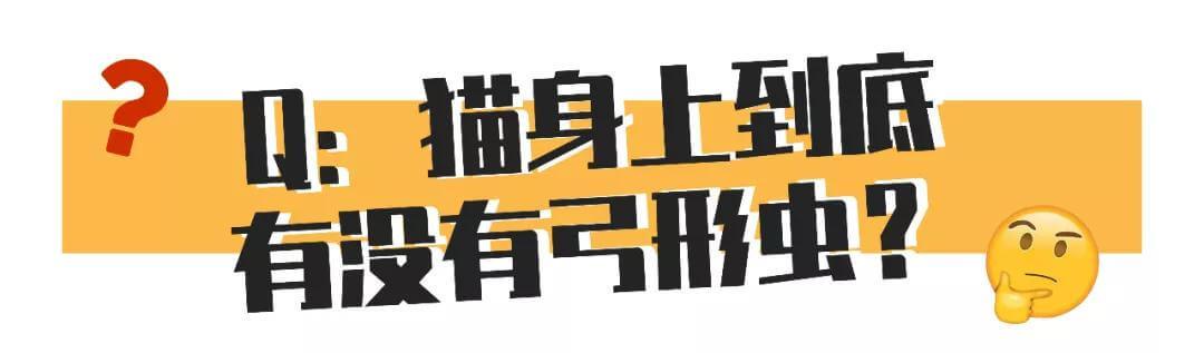 和猫睡觉会感染弓形虫的几率有多大？