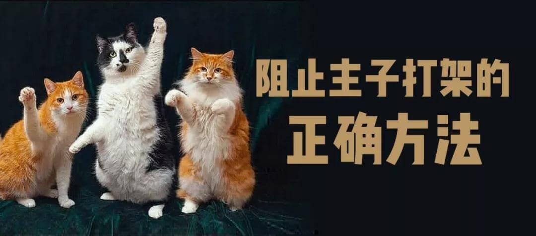 怎样阻止两只正在打架的猫，你用对方法了吗？