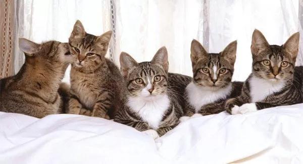 怎样阻止两只正在打架的猫，你用对方法了吗？