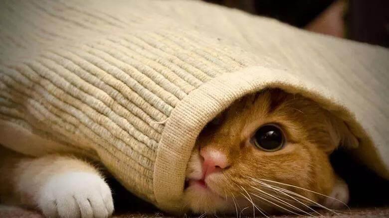 怎样阻止两只正在打架的猫，你用对方法了吗？