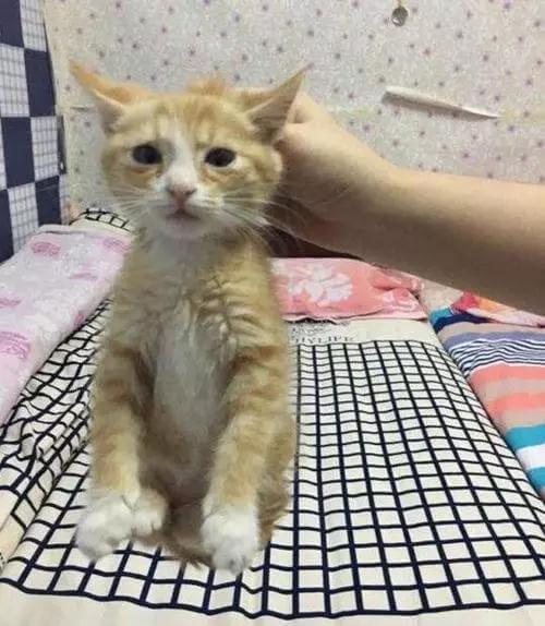 如何正确的抱猫？抱猫的正确姿势你做对了吗！