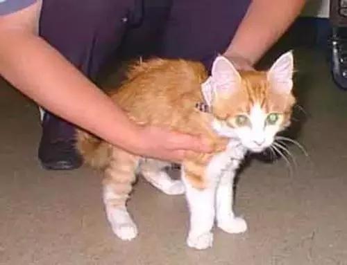 如何正确的抱猫？抱猫的正确姿势你做对了吗！