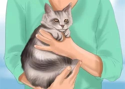如何正确的抱猫？抱猫的正确姿势你做对了吗！