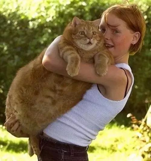 如何正确的抱猫？抱猫的正确姿势你做对了吗！