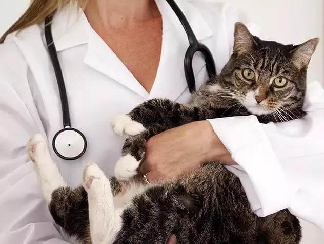 如何正确的抱猫？抱猫的正确姿势你做对了吗！