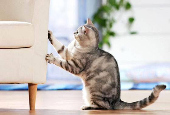 如何引导猫咪不抓家具
