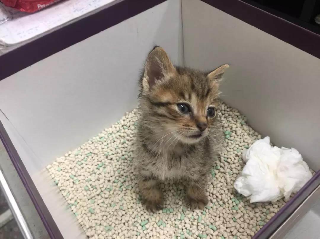 如何训练宠物猫在厕所大小便