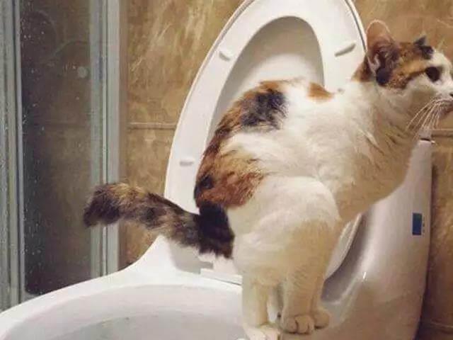 如何训练宠物猫在厕所大小便