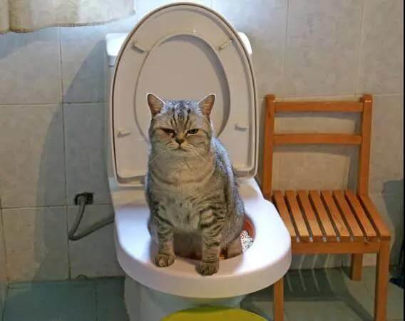 如何训练宠物猫在厕所大小便