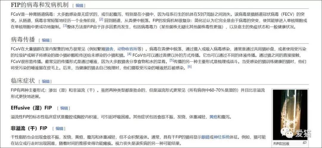 猫咪应该怎么吃？猫咪喂干粮好，还是主食湿粮好？