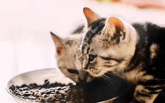 猫咪应该怎么吃？猫咪喂干粮好，还是主食湿粮好？