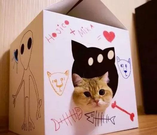 猫咪为什么总爱钻纸箱子，猫咪钻纸箱子是什么原因？