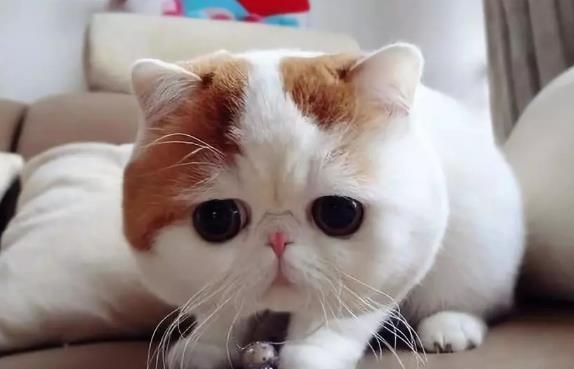 为什么猫咪会抓人，又该怎么纠正猫咪抓人的坏习惯？