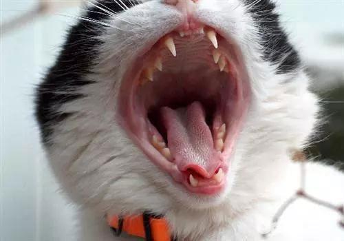 猫咪为什么会有脚臭？