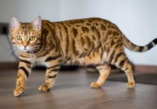如何正确教育猫咪抓家里的各种虫子